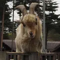 浅間牧場茶屋の写真_316974