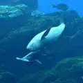 仙台うみの杜水族館の写真_334804