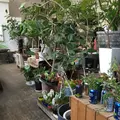 Cotoha（コトハ）の写真_33754