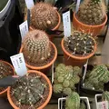Cotoha（コトハ）の写真_33755