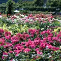 こどものくにの写真_341479