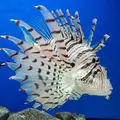 淡島マリンパークの写真_3438