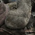 京都水族館の写真_3441
