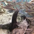 京都水族館の写真_3442