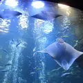 京都水族館の写真_3444