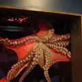 京都水族館の写真_3446