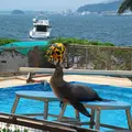 淡島マリンパークの写真_3447
