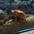 淡島マリンパークの写真_3453