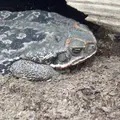 淡島マリンパークの写真_3454