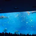 沖縄美ら海水族館の写真_3471