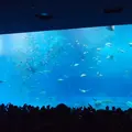 沖縄美ら海水族館の写真_3472
