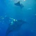 沖縄美ら海水族館の写真_3473