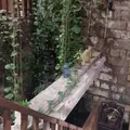 阿妹茶楼の写真_350017
