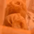 元祖豚饅頭 老祥記（ろうしょうき）の写真_351501