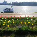 大濠公園の写真_353599
