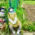 天空の村・案山子の里の写真_36429
