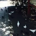 鶴岡八幡宮の写真_37553