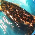 夢みなとタワーの写真_38362
