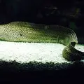 夢みなとタワーの写真_38364