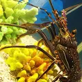 夢みなとタワーの写真_38366
