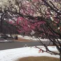 別府公園の写真_39809
