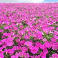 マザー牧場の写真_40019