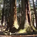 河口浅間神社の写真_40086