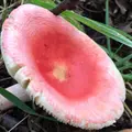 萱野高原の写真_40767