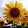 山中湖花の都公園の写真_40934