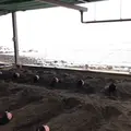 【閉業】別府海浜砂湯の写真_40979