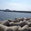 日間賀島の写真_41563