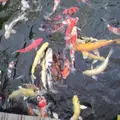 ならのさこ温泉の写真_41643