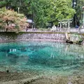 別府弁天池の写真_418458