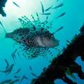 初島ダイビングセンターの写真_4243