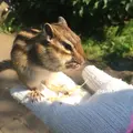 オホーツクシマリス公園の写真_42569