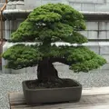 迎賓館赤坂離宮 (Akasaka Palace)の写真_42612