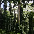 Manoa Fallsの写真_42786
