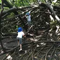 Manoa Fallsの写真_42787