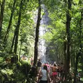 Manoa Fallsの写真_42788
