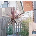 bonbonの写真_432729