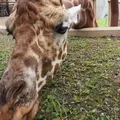 旭川市 旭山動物園の写真_43290