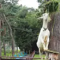 旭川市 旭山動物園の写真_43291