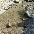 静岡市清水森林公園やすらぎの森の写真_43366