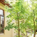 カフェゲバ （Cafe Gewa）の写真_438599