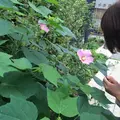 お富ちゃん広場の写真_43978