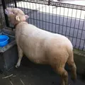 桐生が岡動物園の写真_44720