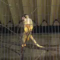 桐生が岡動物園の写真_44722