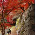 大本花明山植物園の写真_46019