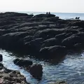 天神島臨海自然教育園の写真_46135
