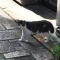 やよい天狗の写真_46201